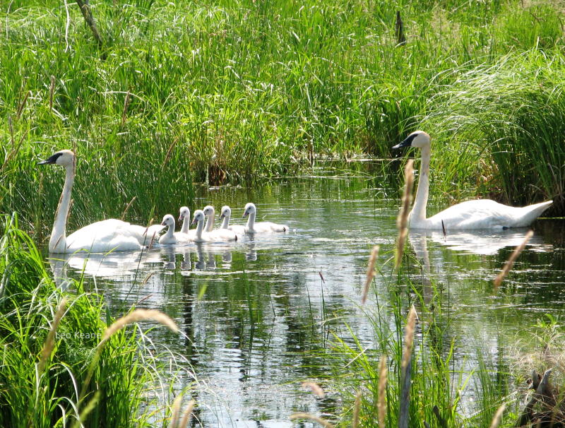 Wildlife photography, Trumpeter Swans, Tamarac National Wildlife Refuge.  Canon PowerShot G7.