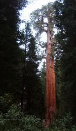 Save the redwoods, preservation, preservatives, hiking shoes, wool socks.