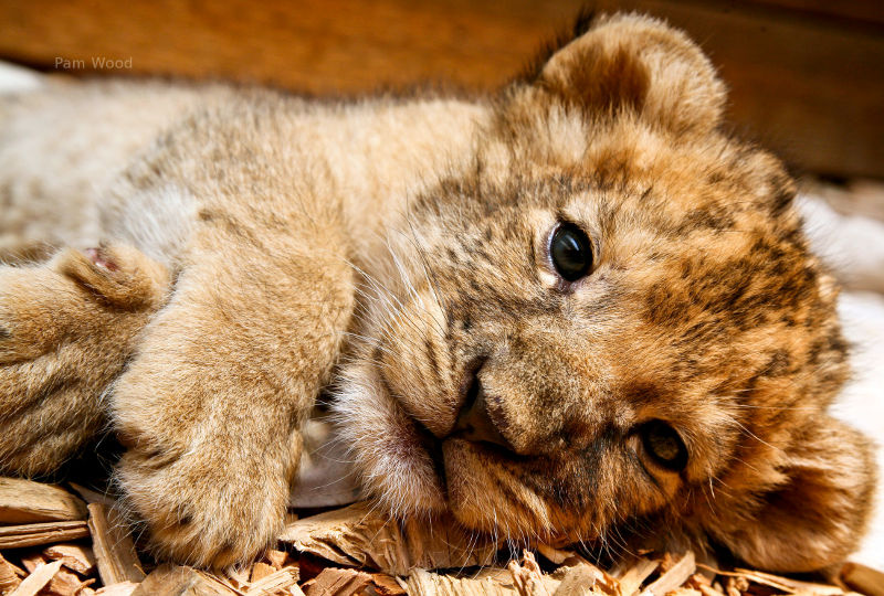 lion_cub_800w.jpg