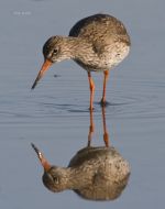 National Audubon Society, bird watching, binoculars.