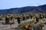 Cactus juice, prickly pear.  Tequila.  Grow your own cactus!