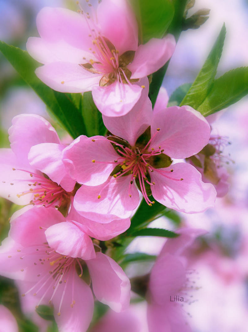 Spring cleaning, fresh starts.  Fresh scent, clean smells.