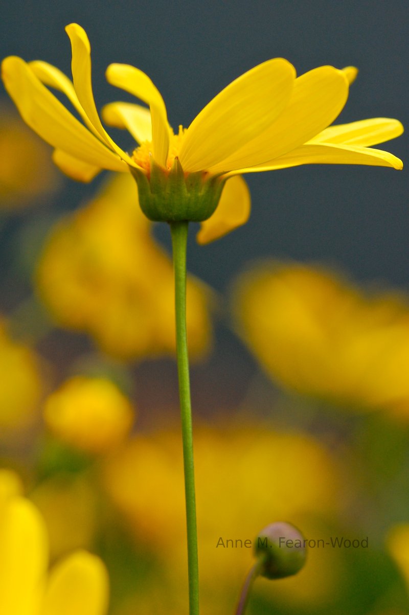 Flower seeds, plant your garden!  Wildflower pictures!