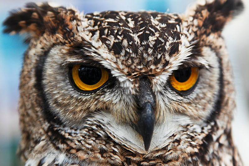 Owls, birds, endangered species.