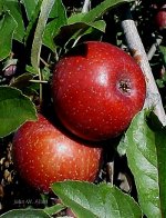 apples, applesauce, apple pie, nature picture.