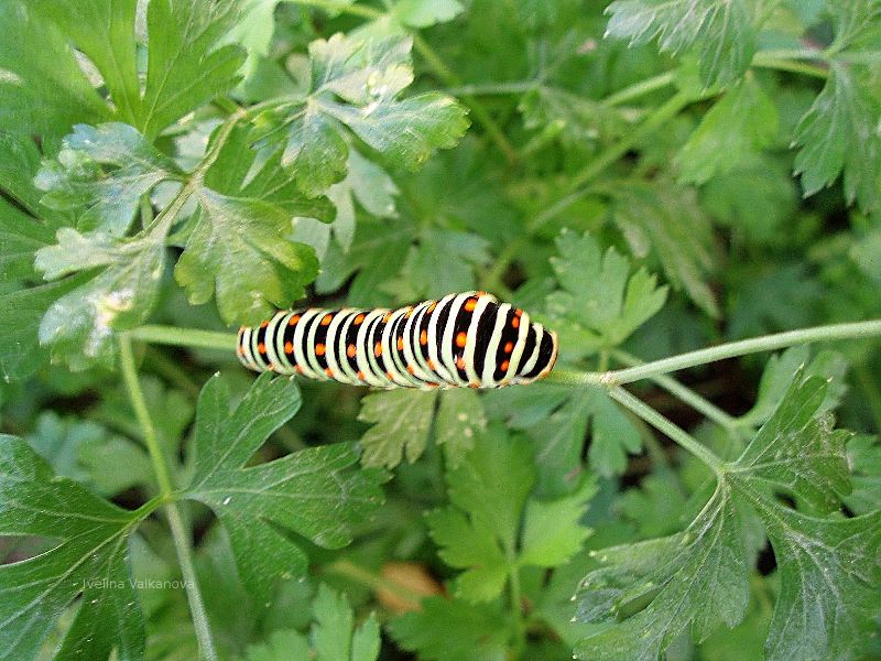 Caterpillar on parsley.  Herbs, umbellifers, seasoning.  Special seasoning.