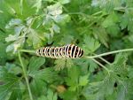 Caterpillar on parsley.  Herbs, umbellifers, seasoning.  Special seasoning.