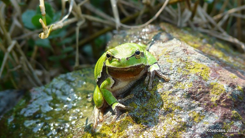 pet food, pet supplies, fish food, turtle food, pet store.  nature picture.