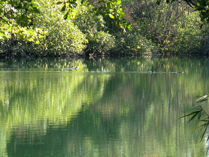 Ducks Going for a Swim