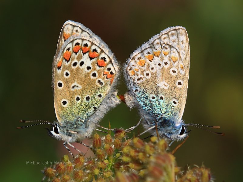 Butterfly wings, dust, flower pedals.  Nature picture.