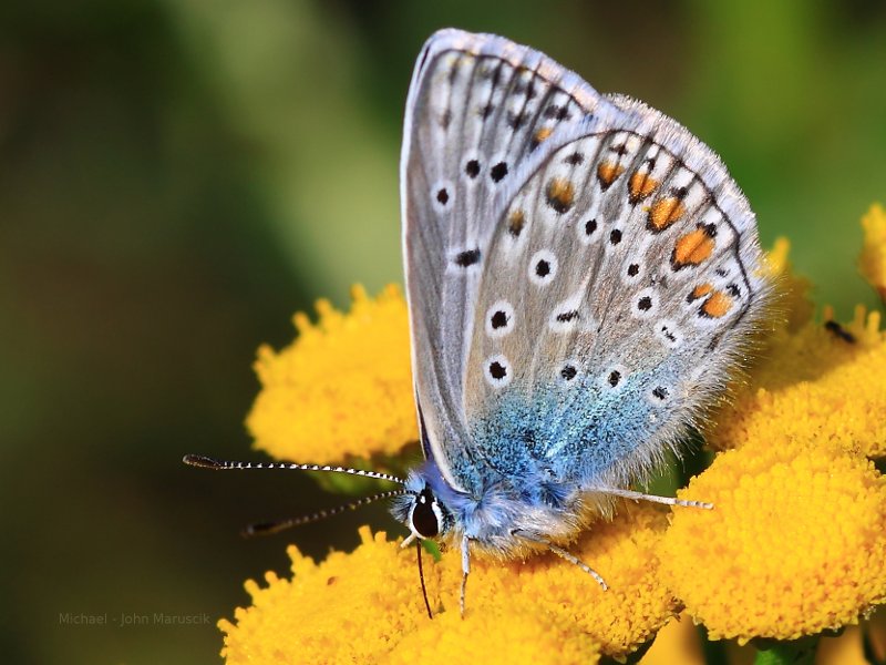 Makeup, butterfly powder, cover up, touch up.  Picture of nature.