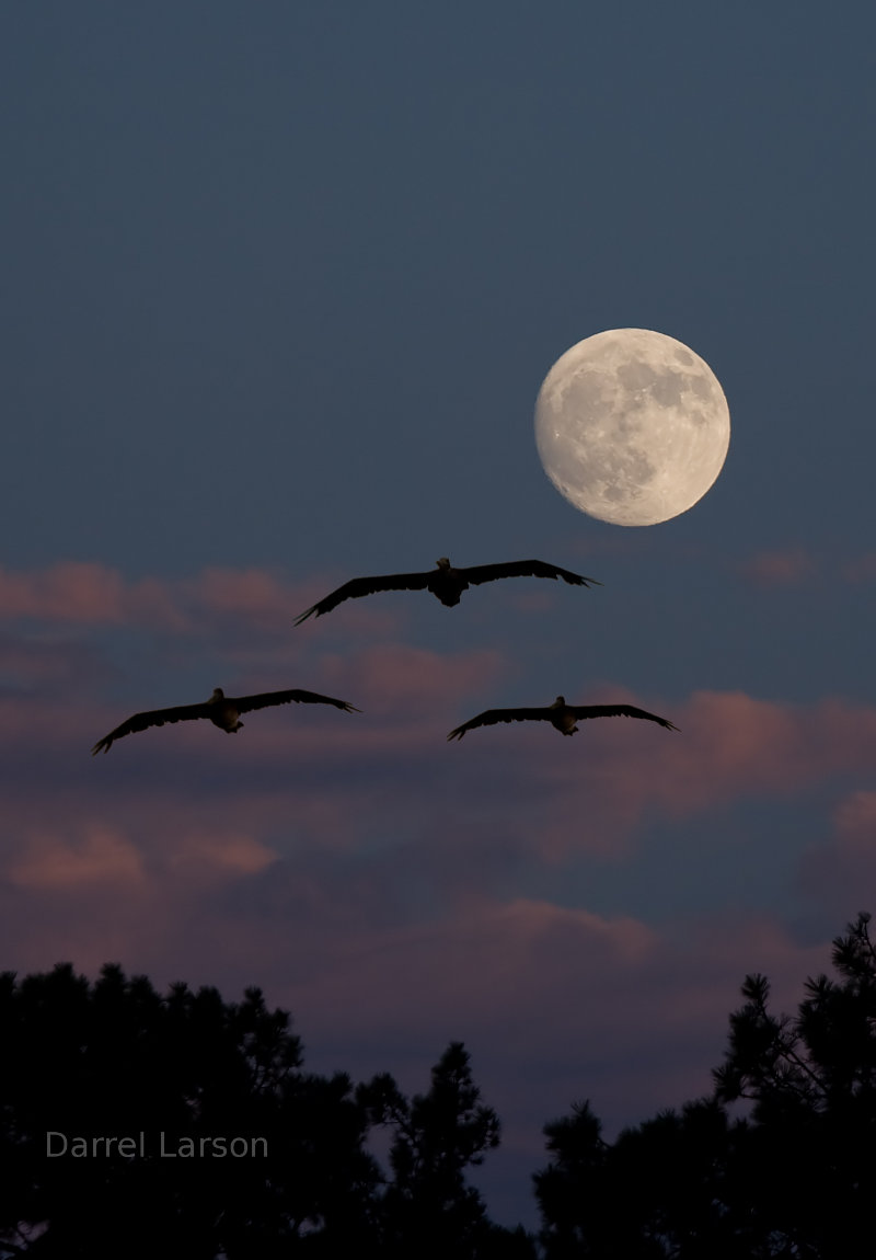 pelicans, moons, binoculars, telescopes.  