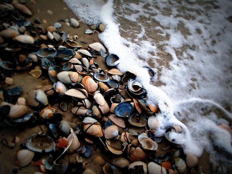 Seashells.  Nature picture.