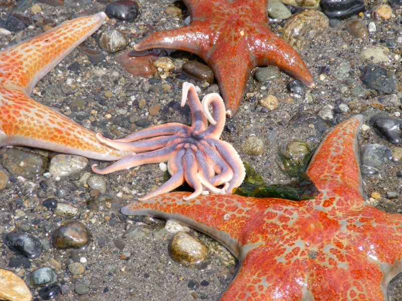 Starfish on Point Defiance Owens Beach.  Fresh shellfish, tuna!  Nature picture.