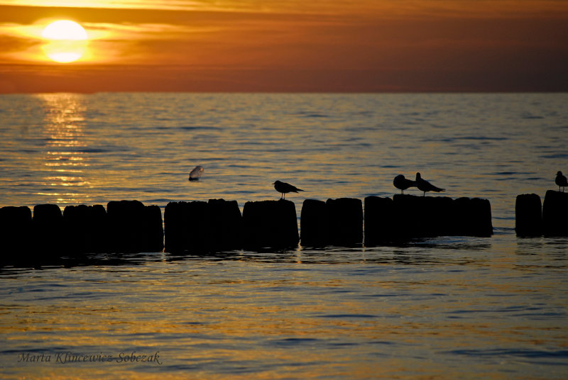 Tour Poland, polish sea, polish tourism.  Nature picture.