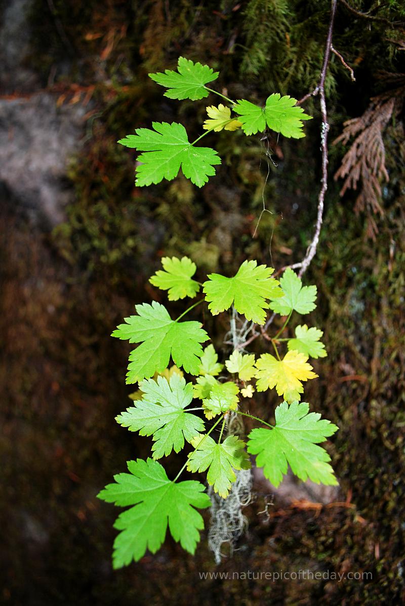 Green thumb, gardening tips, winterize your garden!  Picture of nature.