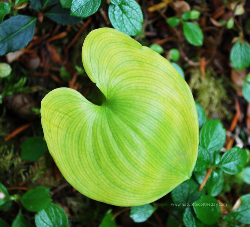 Green thumb, green gloves, garden green.  Nature picture.