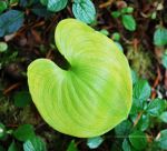 Green thumb, green gloves, garden green.  Nature picture.