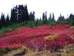 Red cloth, dye, sewing, paint.  Nature picture.