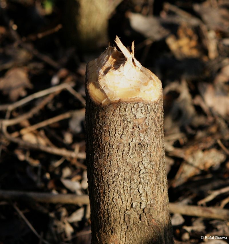 Beaver fur, wood chippings, wood pellets, picture of nature