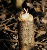 Beaver fur, wood chippings, wood pellets, picture of nature