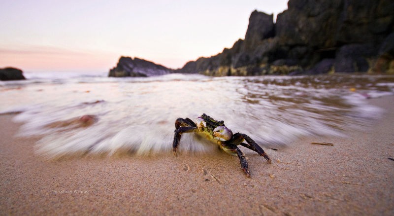 Fresh crab, crab recipes, crab bate, crabbing.  Nature picture.