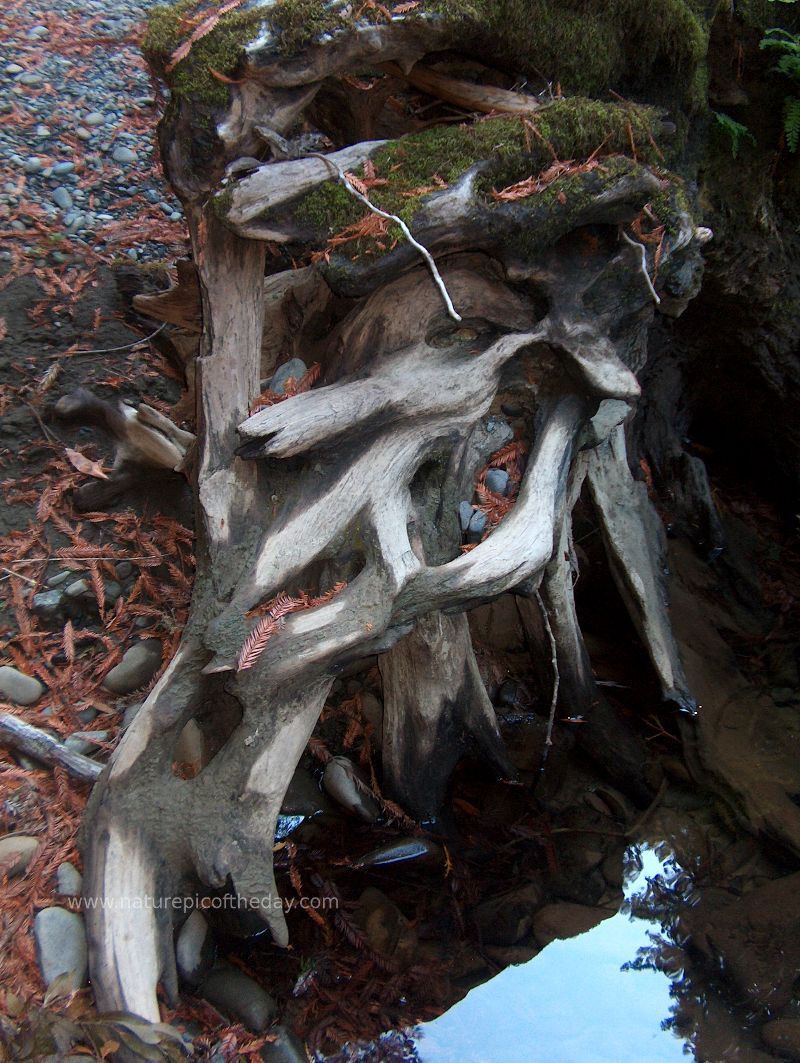 Roots, herbs, spices, picture of nature.