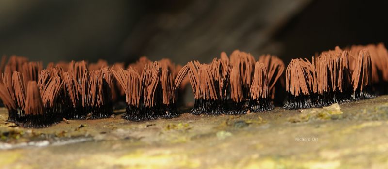 spores, molds, fungus.  Nature picture.