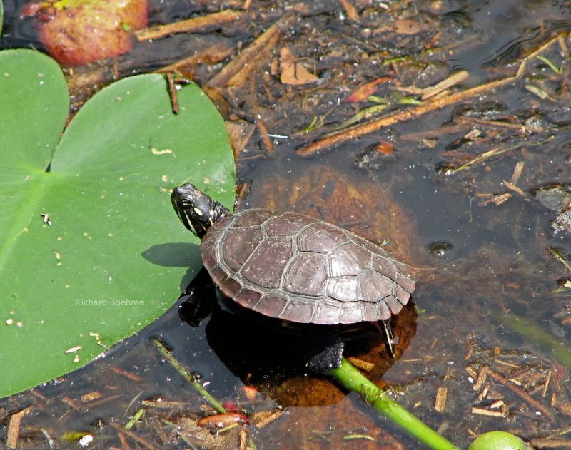 Pet food, pet supplies, aquariums, water filters.  Picture of nature.