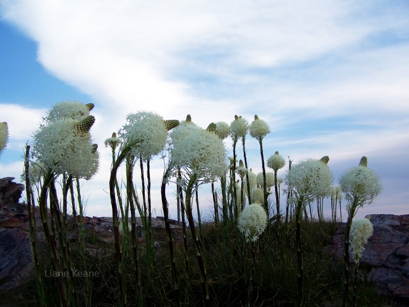 Bear grass, indian baskets.