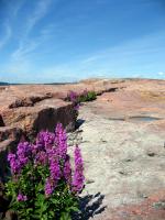 Flowers on island in Finland.