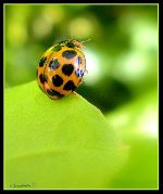 ladybird, ladybug, Australia.