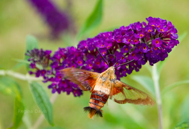 Hummingbird Moth, Ohio.  Pretty flower, moth, hummingbird.