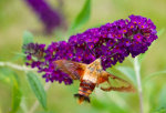 Hummingbird Moth, Ohio.  Pretty flower, moth, hummingbird.