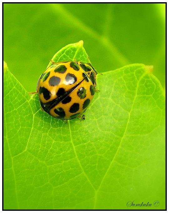 ladybird.