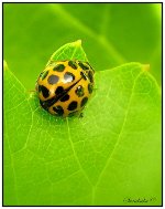 ladybird.