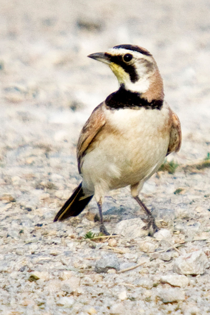 Lark Bird.  Bird watching.