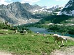 Mountain goats, hidden lake, Glacier national park, Montana.