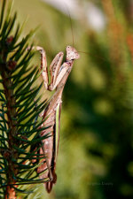 Praying mantis.