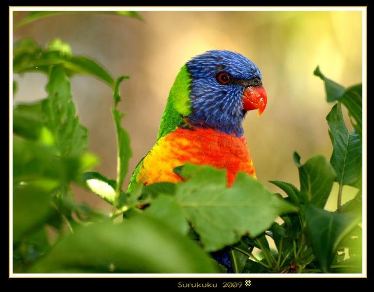 Rainbow Lorikeet, Australia.  Travel to Australia.