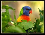 Rainbow Lorikeet, Australia.  Travel to Australia.