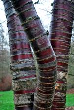 Trees, red bark, triplets.