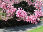 Redbud, ornamental tree.