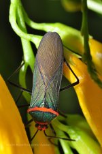 Colorful insect, Vinhedo, Brazil.  Tour brazil.  Go to Brazil.