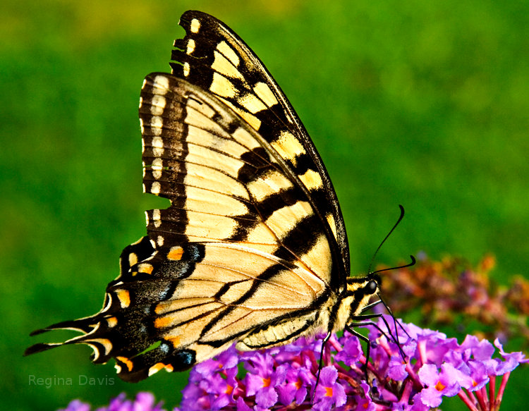 butterfly, tiger swallowtail