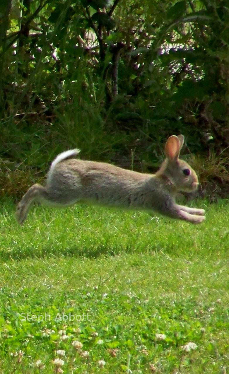 Hare, Rabbit.  Bunny.