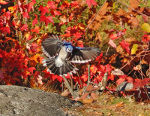 Blue Jay, Killarney Park, Ontario, Canada.