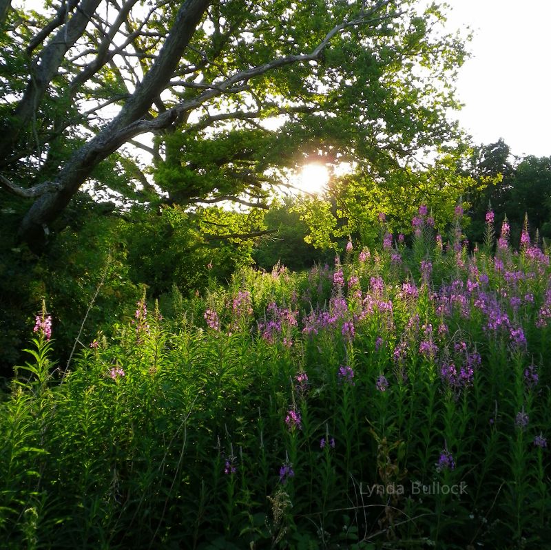 Flowers in Evening light in Hertfordshire, England