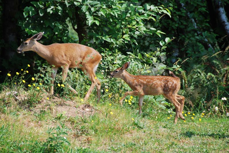 Fawn, doe, deer.