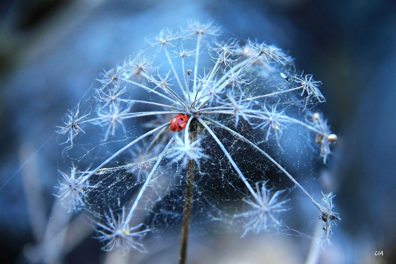 Ladybird, ladybug.